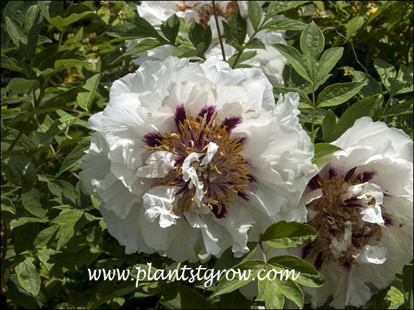 Tree Peony "Rocks"